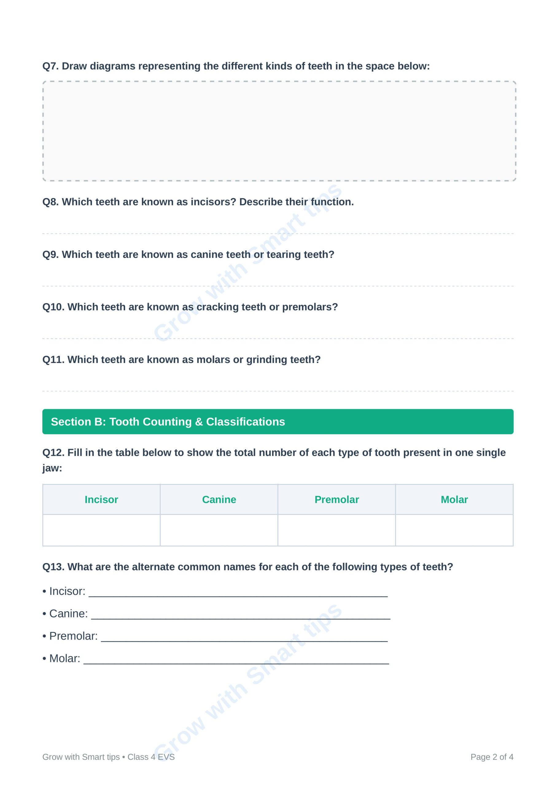 Teeth_and_Gums_Class_4_Worksheet_Fixed 2